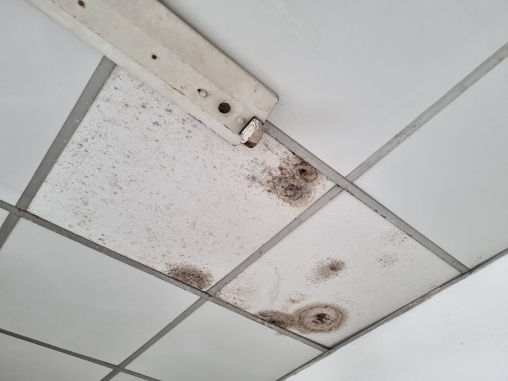 Two tiles of the white ceilings are damaged by the black molds.